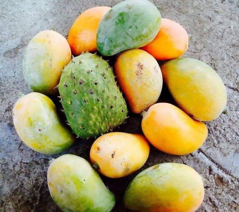 Mango y guanábana en la medicina natural.