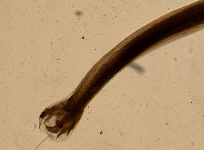 Infecciones parasitarias por nematodos: síntomas, consecuencias y tratamiento.