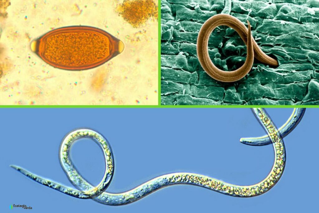 Infecciones parasitarias por nematodos: síntomas, consecuencias y tratamiento.