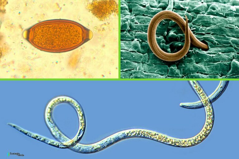 Infecciones parasitarias por nematodos: síntomas, consecuencias y tratamiento.