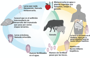 Infecciones por platelmintos: conoce cómo se trasmiten y las medidas de prevención.