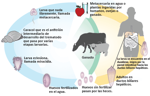 Infecciones por platelmintos: conoce cómo se trasmiten y las medidas de prevención.