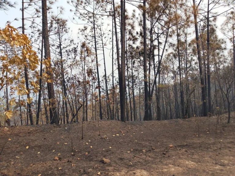 Controlan incendio forestal de muy grandes proporciones en Pinar del Río