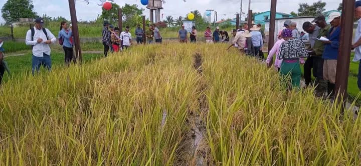 En proceso de producción semillas originales de nuevos cultivares de arroz en fincas campesinas de Los Palacios (+Audio, +Fotos)