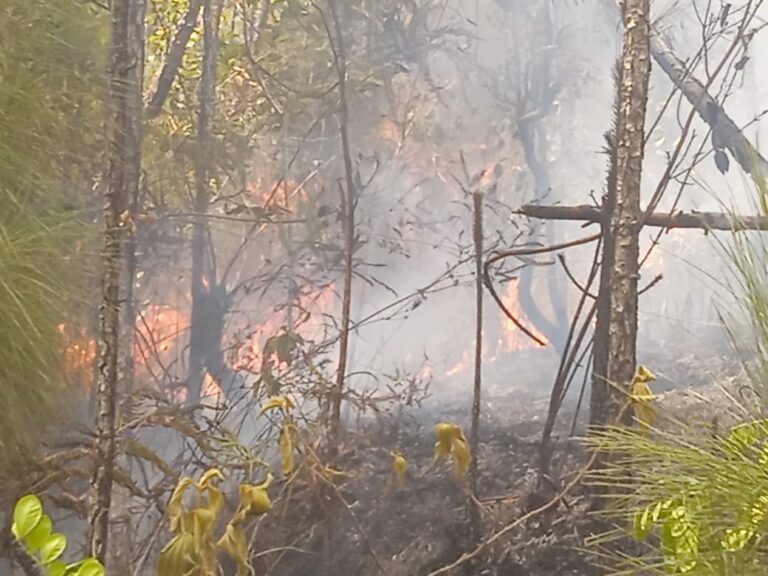 Mil hectáreas afectadas y dos incendios sin control en Pinar del Río (+ Audio, + Fotos)