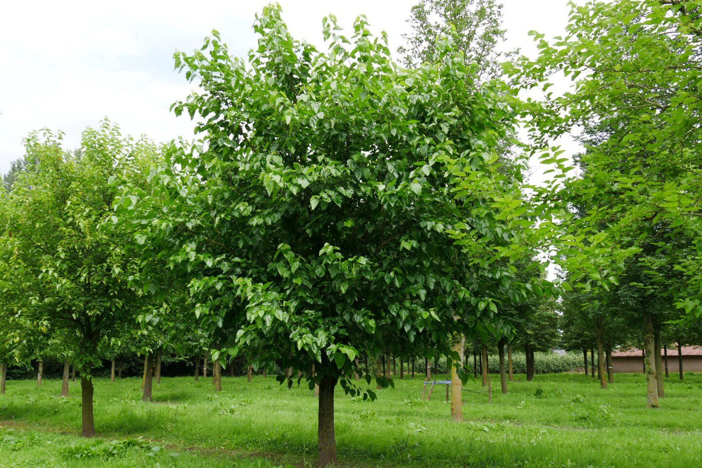Conozca los beneficios medicinales de la Morera.