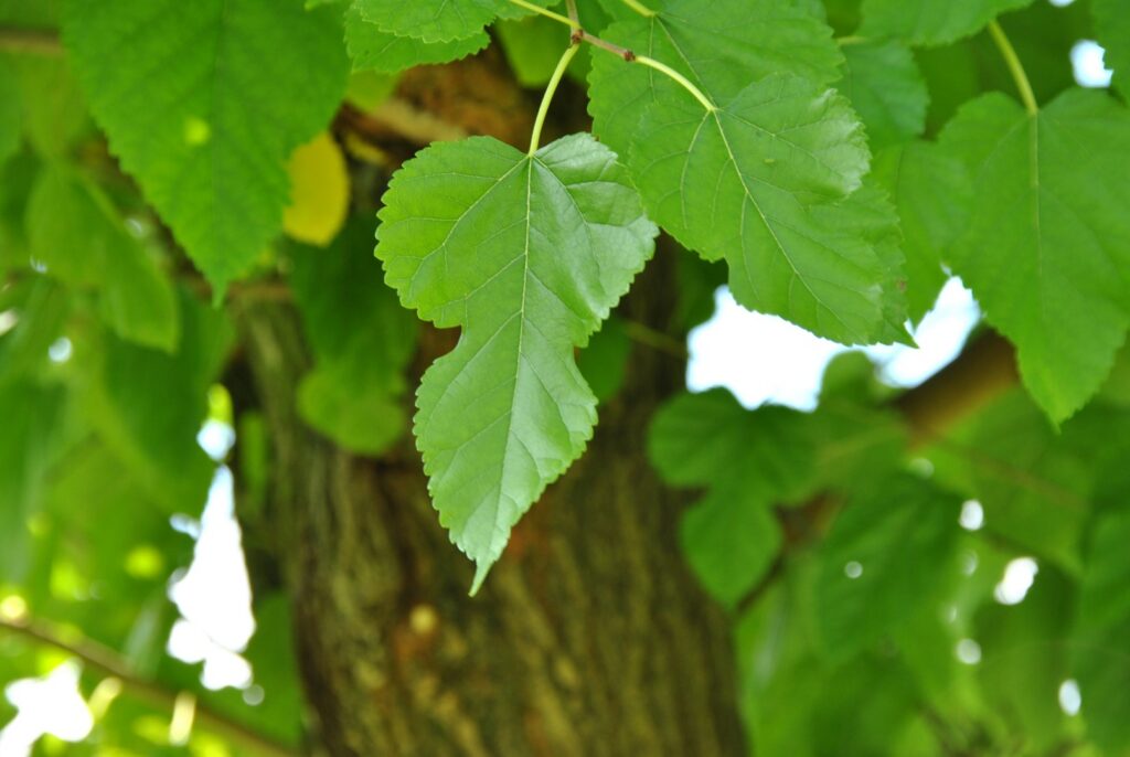 Conozca los beneficios medicinales de la Morera.