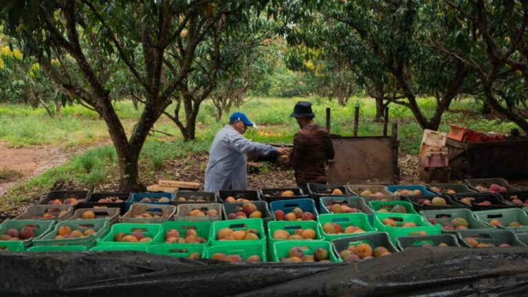 Los Palacios por la Soberanía Alimentaria y la Seguridad Nutricional