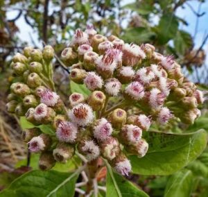 La Salvia cubana: una planta con poderes antioxidantes.