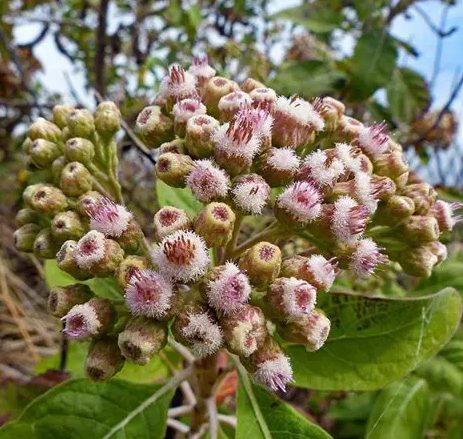 La Salvia cubana: una planta con poderes antioxidantes.