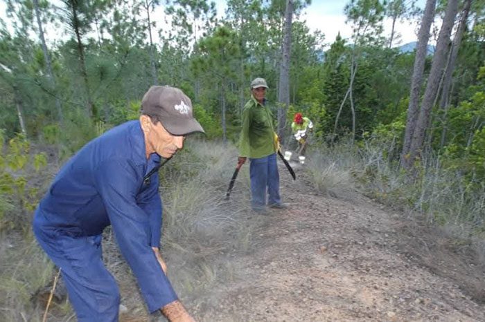 Fuerzas del Cuerpo de Guardabosques (CGB) de Pinar del Río y de la empresa de Flora y Fauna controlaron hoy un incendio forestal de medianas proporciones