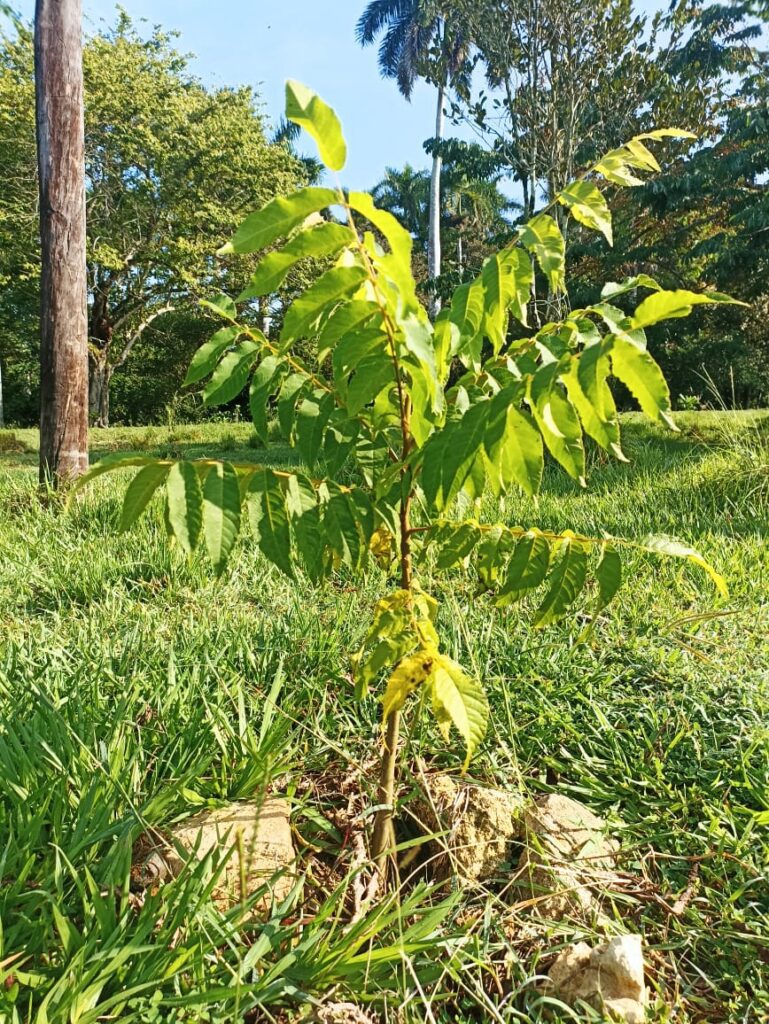 Juglans jamaicensis var. insularis