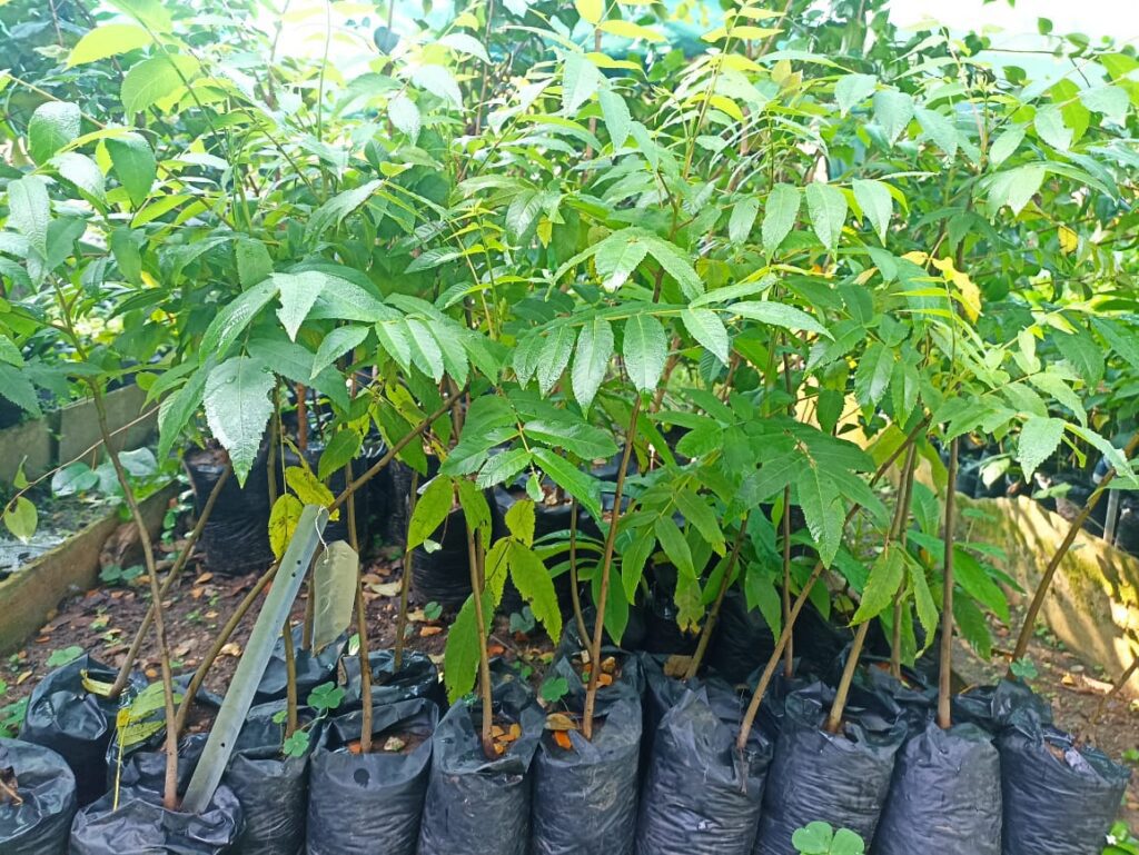 Juglans jamaicensis var. insularis