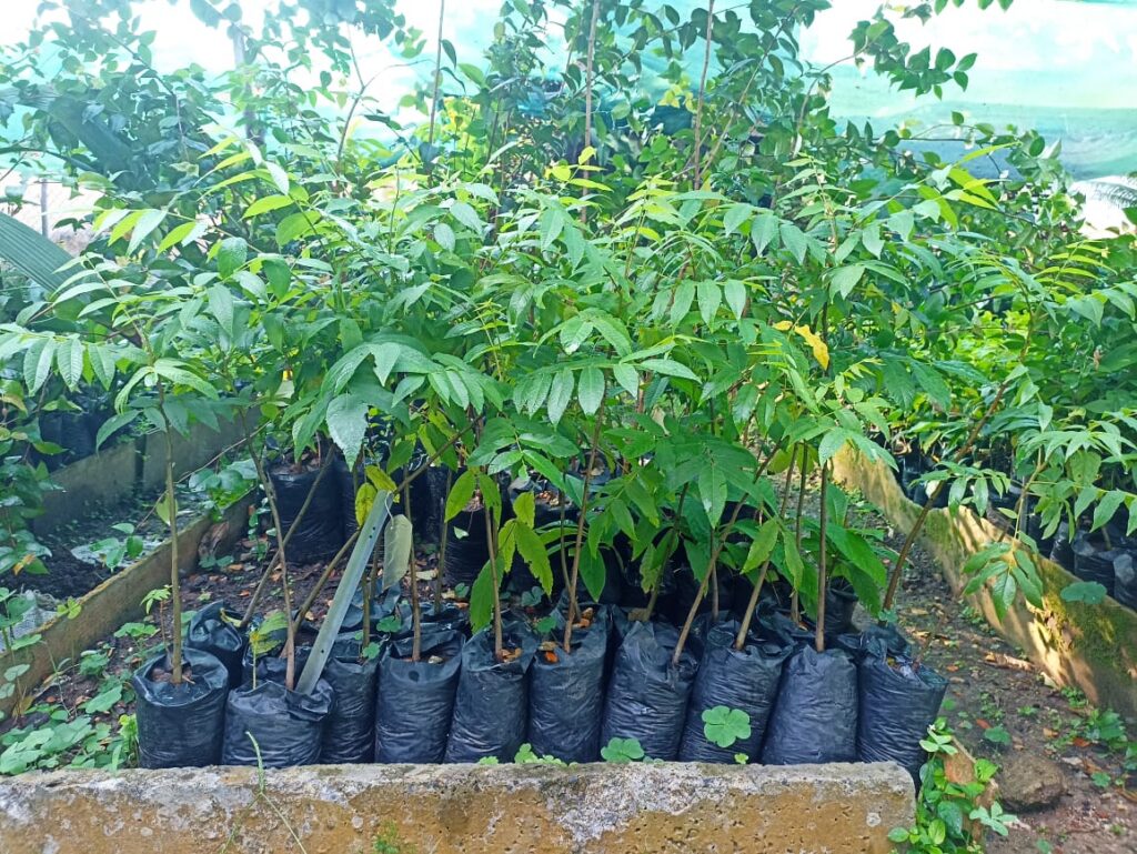 Juglans jamaicensis var. insularis