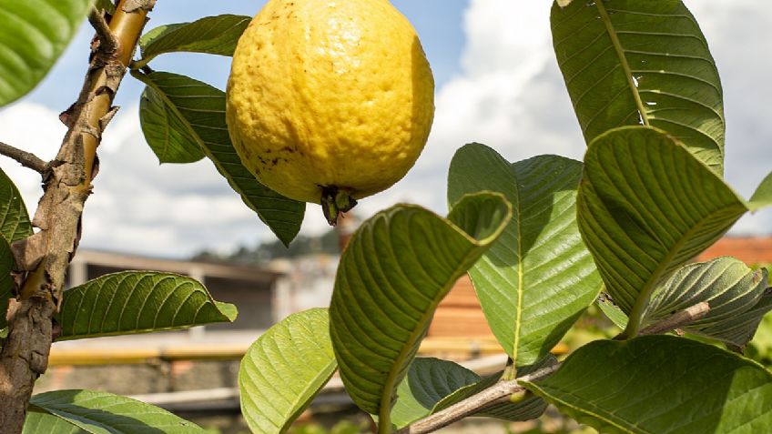 La deliciosa Guayaba, un tesoro natural.