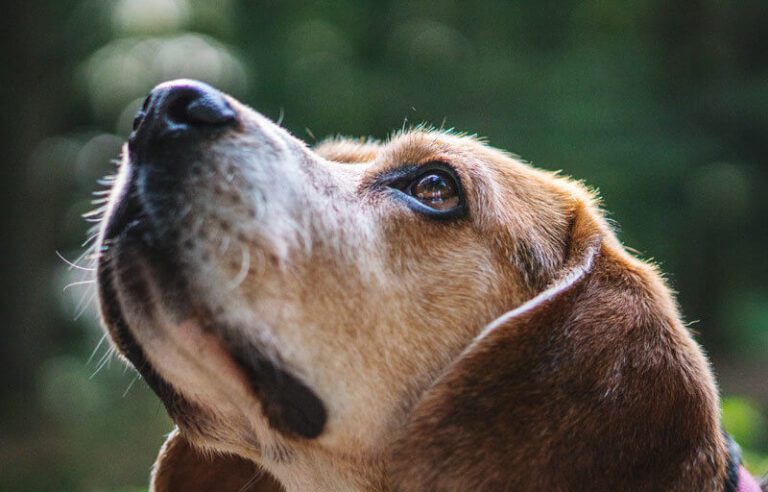 ¿Cómo atravesar el duelo por la pérdida de tu mascota?