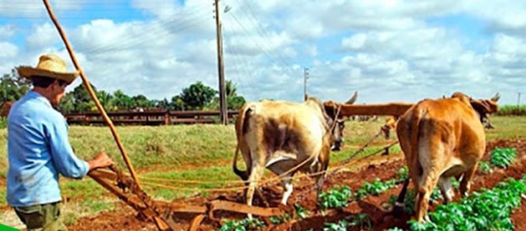 Pinar del Río: nuevas medidas amplían usufructo de tierras y buscan más producción de alimentos (+Audio)
