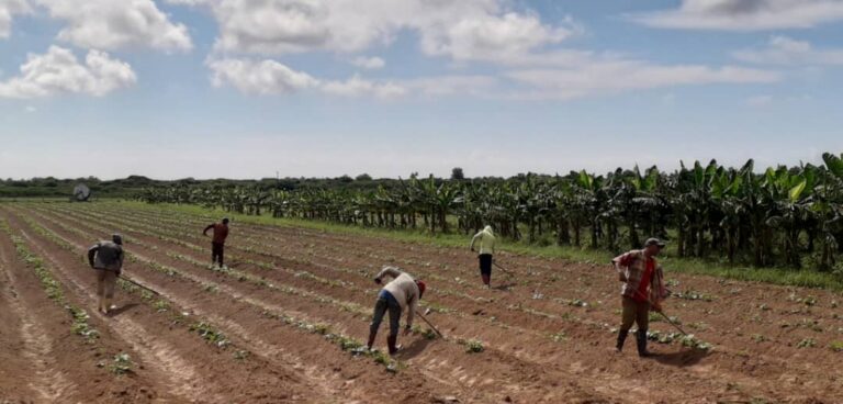 Pinar del Río: arranca hoy la campaña de frío en los cultivos varios