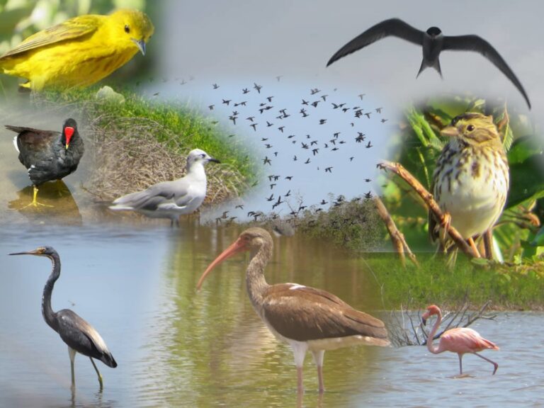 Estudian aves migratorias y raras en humedal sur de Los Palacios (+Audio)