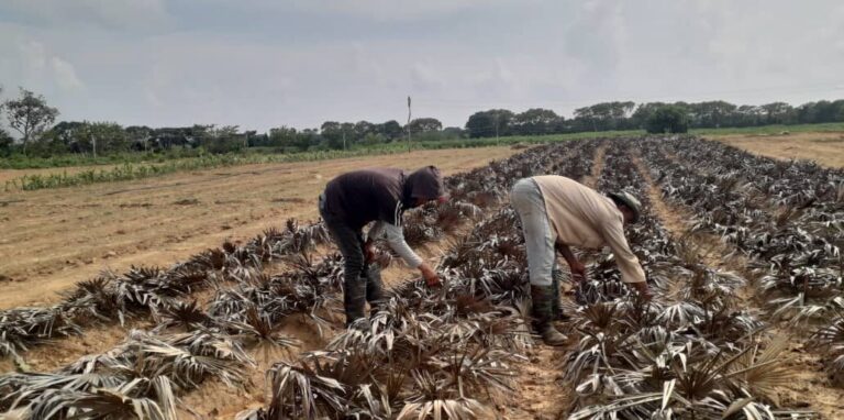 ‎Pinar del Río: pérdidas en semilleros de tabaco a consecuencia de las lluvias (+Audio)