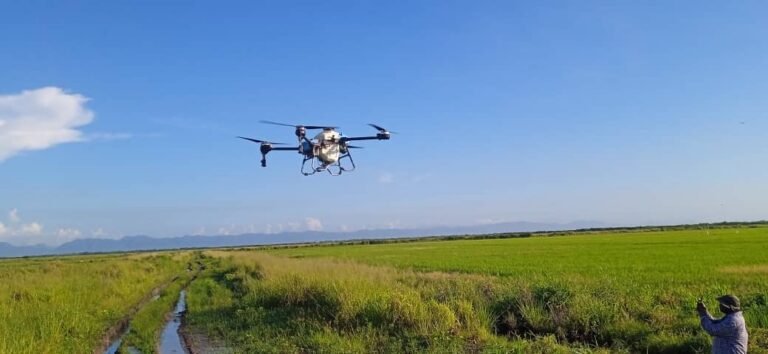 De mochilas a drones: así se moderniza el cultivo del arroz en Los Palacios (+Audio)